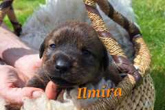 Ilmira-2025-05-10-at-17.06.513