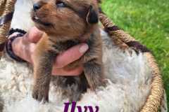 Ilvy-2025-05-10-at-17.06.516