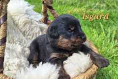 Isgard-2025-05-10-at-17.06.52