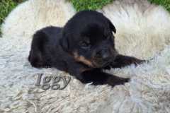 Iggy-2025-05-10-at-17.06.523