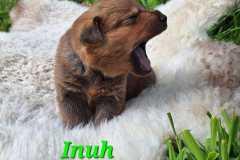 Inuh-2025-05-10-at-17.06.526