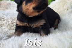 Isis-2025-05-10-at-17.06.527