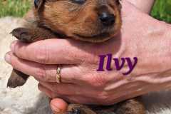 Ilvy-2025-05-10-at-17.06.528