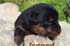 Isgard-2025-05-10-at-17.06.532
