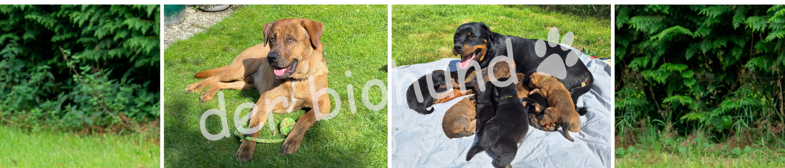 der biohund